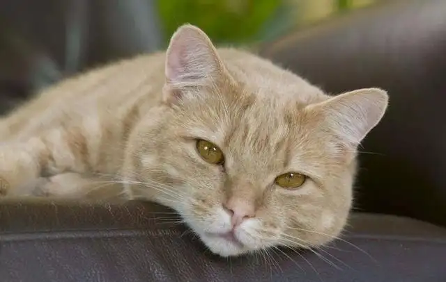 老年人适合养什么品种的猫(老年人适合养什么品种的猫咪)