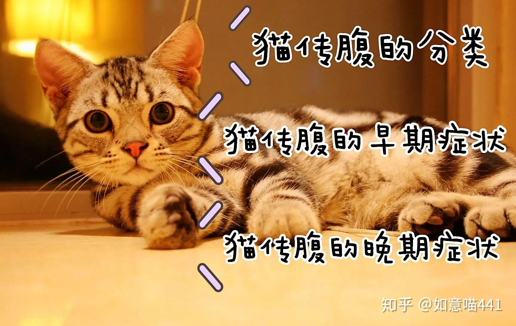 猫得猫传腹的症状(猫得了猫传腹是什么症状)
