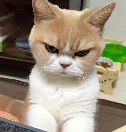 猫咪最讨厌什么味(猫咪最讨厌什么味道最害怕怕什么味道)
