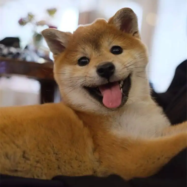 柴犬是中型犬吗(柴犬属于中小型还是中大型)