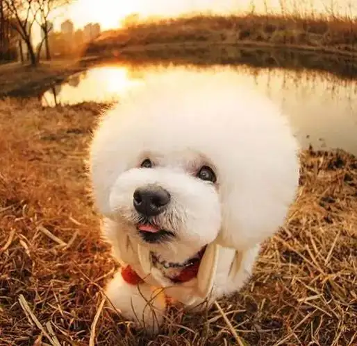 比熊犬和泰迪的区别(比熊犬和泰迪的区别视频)