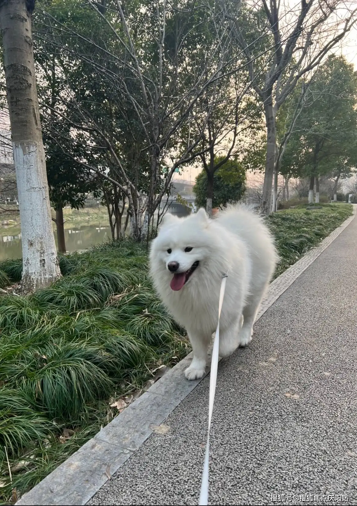 萨摩一般多少钱一只(萨摩一般多少钱一只幼犬)
