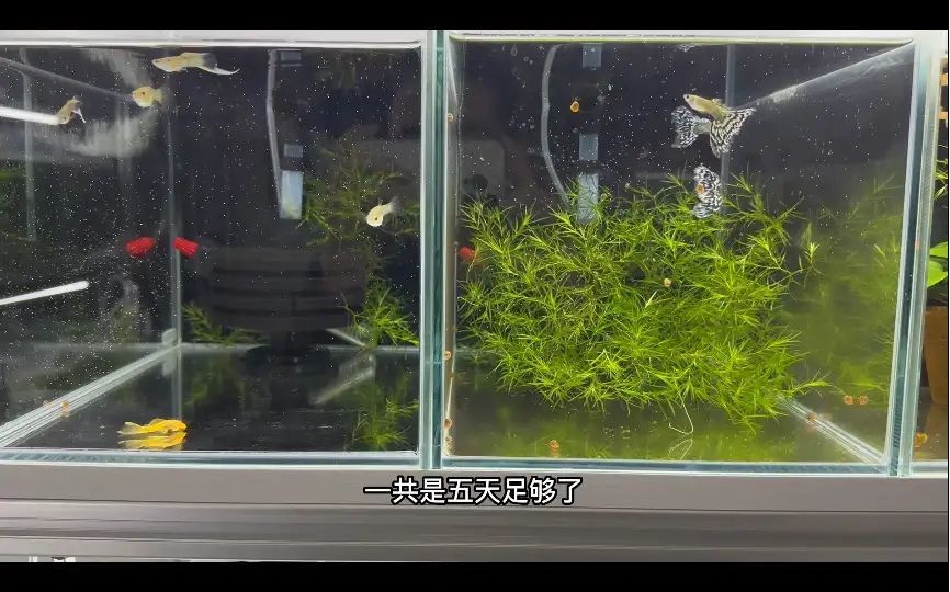刚下的孔雀鱼如何喂养(刚下的孔雀鱼如何喂养视频)