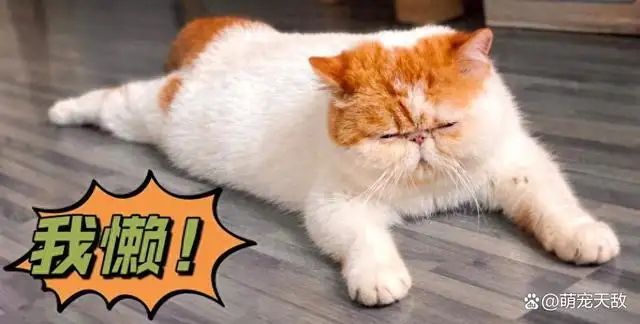 一个加菲猫多少钱(一只加菲猫能卖多少钱)