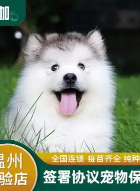 一般纯种阿拉斯加犬多少钱(纯正的阿拉斯加犬多少钱一只)