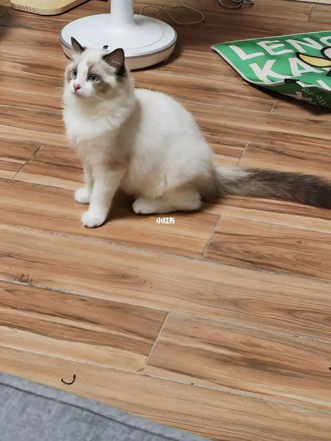 5个月的小猫会怀孕吗(5个多月的小猫会怀孕吗)