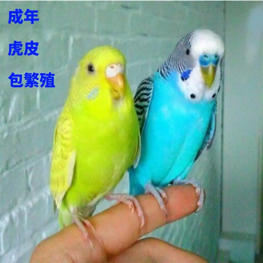 虎皮鹦鹉多大会下蛋(虎皮鹦鹉多大会下蛋啊)