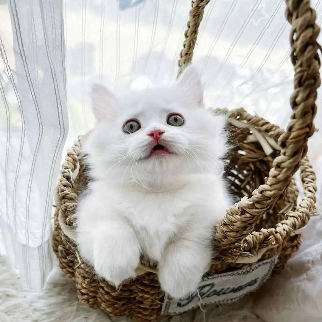 白色的猫品种有哪些(白色的猫都有哪些品种)