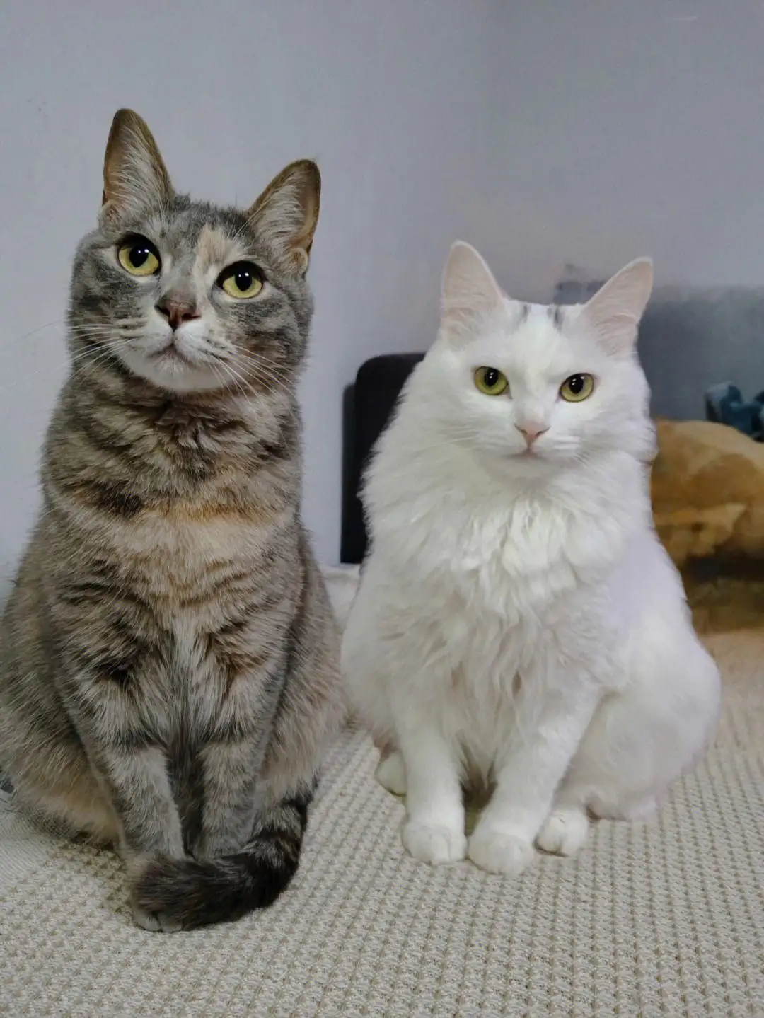 可以出去溜的猫咪品种(可以出去溜的猫咪品种排名)