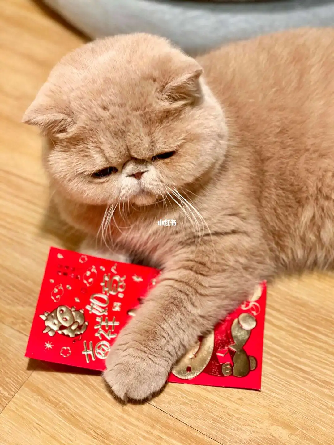 葡萄味的猫(葡萄味是什么意思?)