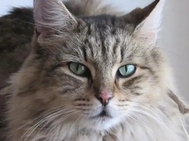 顶级猫的品种(顶级猫的品种大全)