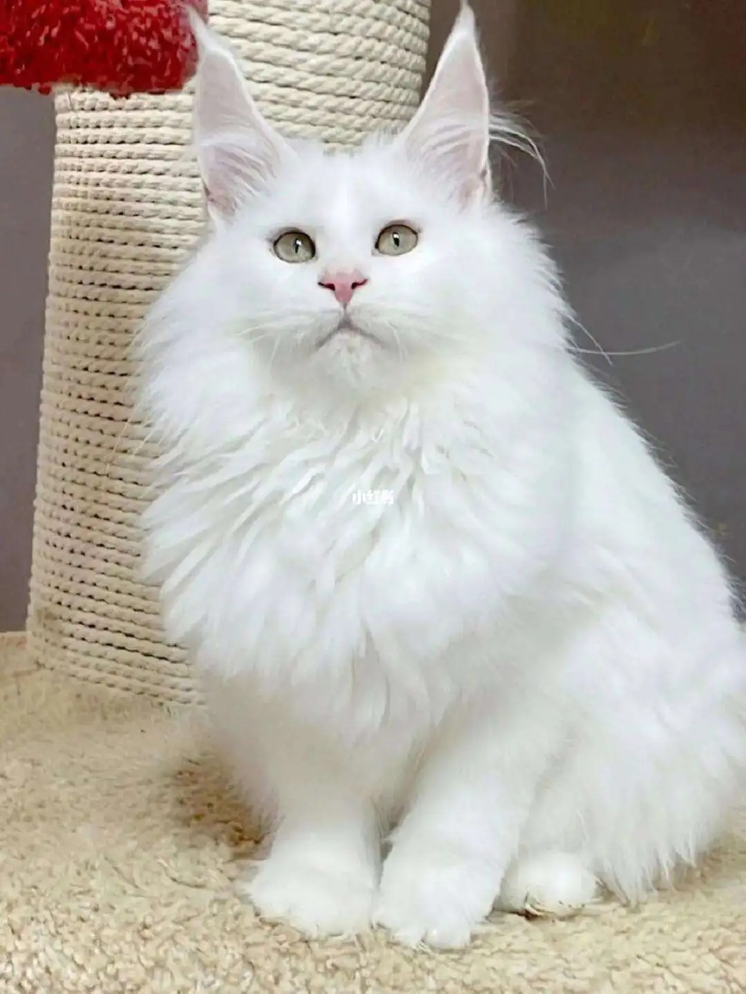 纯缅因猫(纯缅因猫能长多高图片)