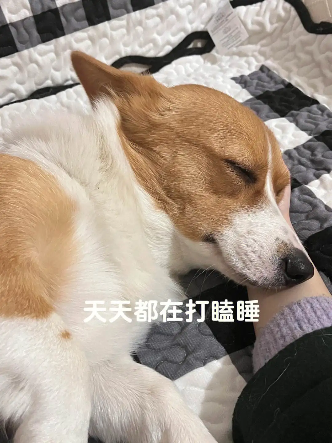 怎么判断狗狗有没有发烧症状(怎么判断狗狗有没有发烧症状图片)