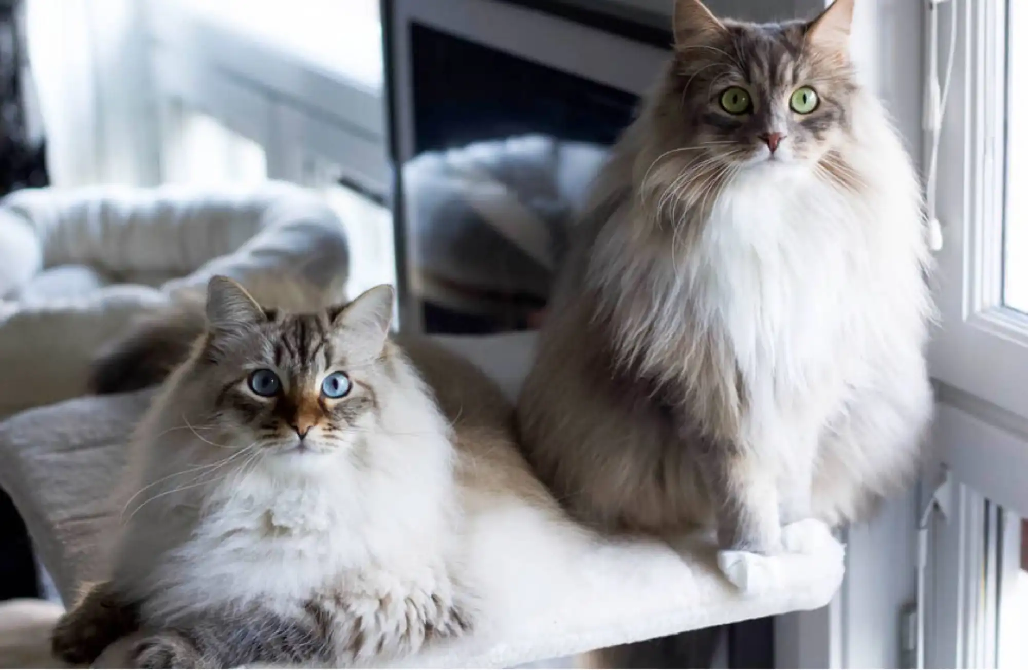 猫的哪个品种最贵(猫的哪个品种最贵又好养)