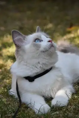 安静的宠物猫品种(安静的猫叫什么名字)