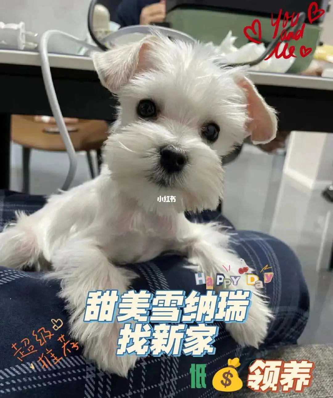 雪纳瑞领养(雪纳瑞养狗攻略)