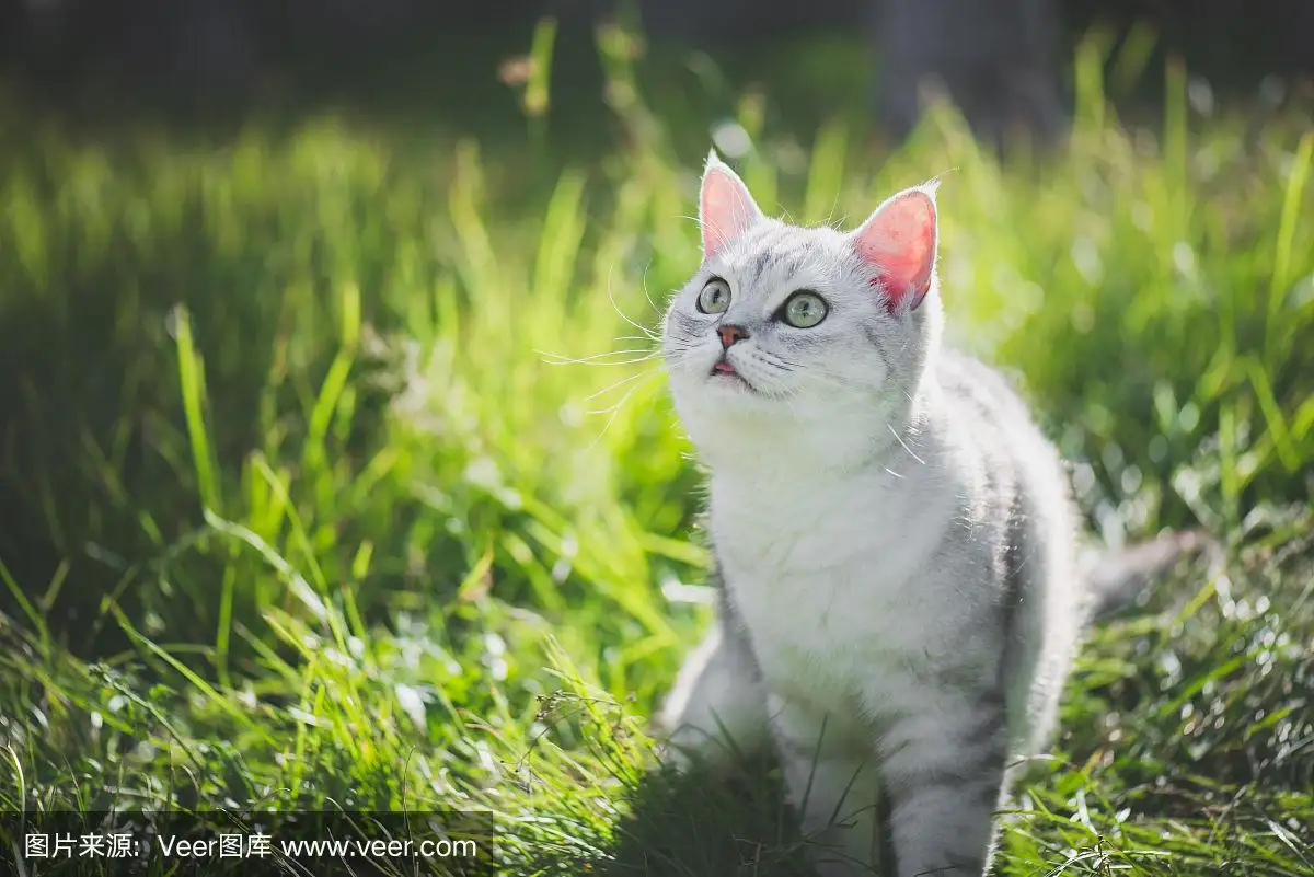 绿色眼睛的猫是什么品种(绿眼睛的猫是什么品种多少钱)