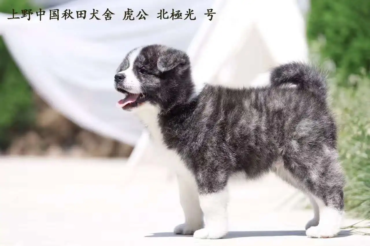 秋田犬一只多钱(秋田犬要多少钱一只)