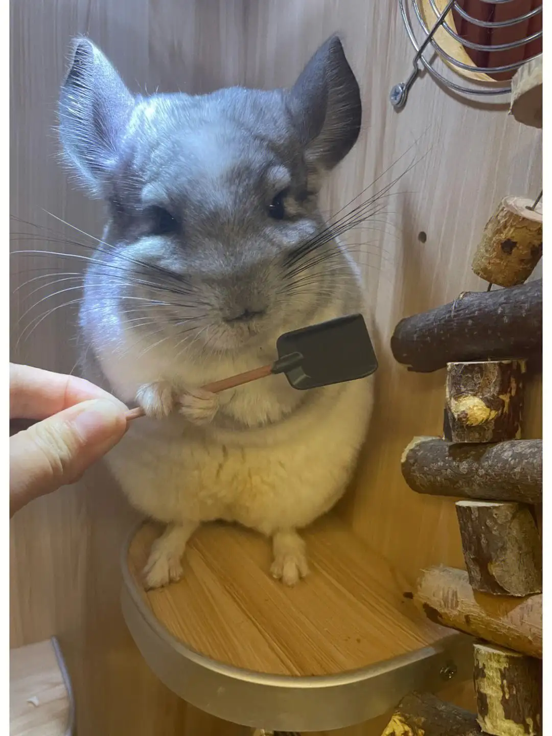 龙猫适合单养吗(龙猫适合单养吗还是双养)