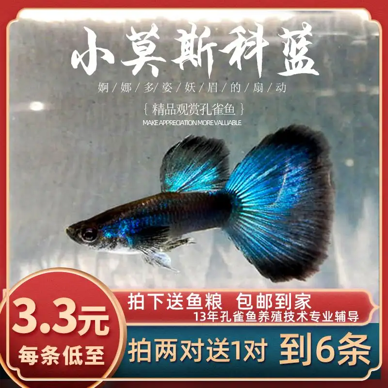 冰蓝孔雀鱼好养吗(冰蓝孔雀鱼和什么品种孔雀杂交)