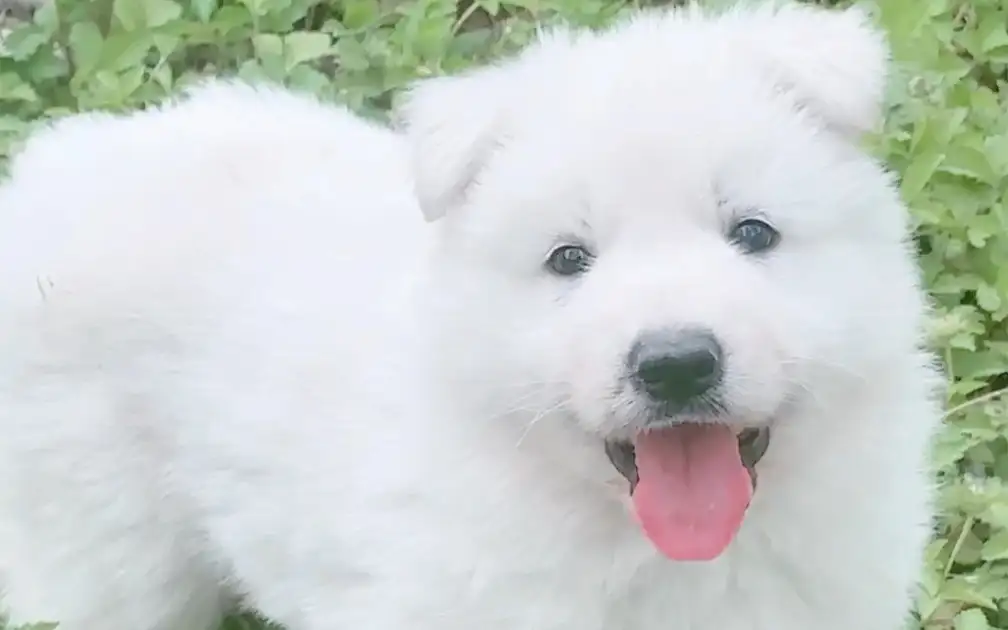 德国牧羊犬白色多少钱(白色德国牧羊犬的市场价)