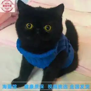 黑色加菲猫大概多少钱(黑色加菲猫大概多少钱一只)