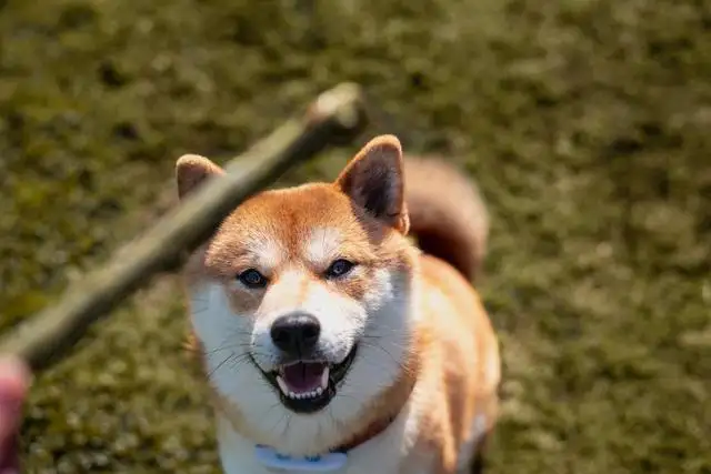 可爱的秋田犬图片(可爱秋田犬卖萌图片)