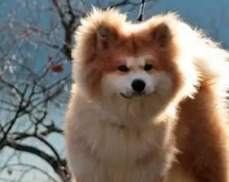 秋田犬算柴犬吗(秋田犬属于柴犬吗)