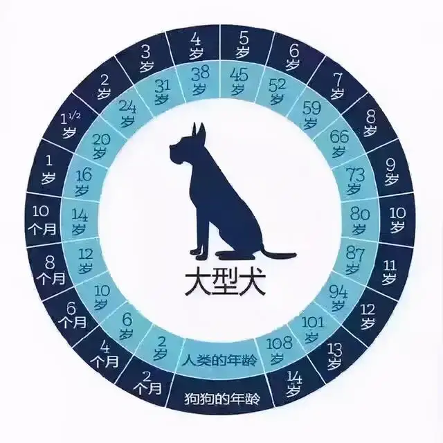 狗一岁的年龄相当于人的几岁(狗一岁的年龄相当于人的几岁了)