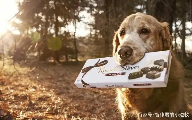 狗为啥不能吃洋葱(狗子不能吃洋葱的原因)