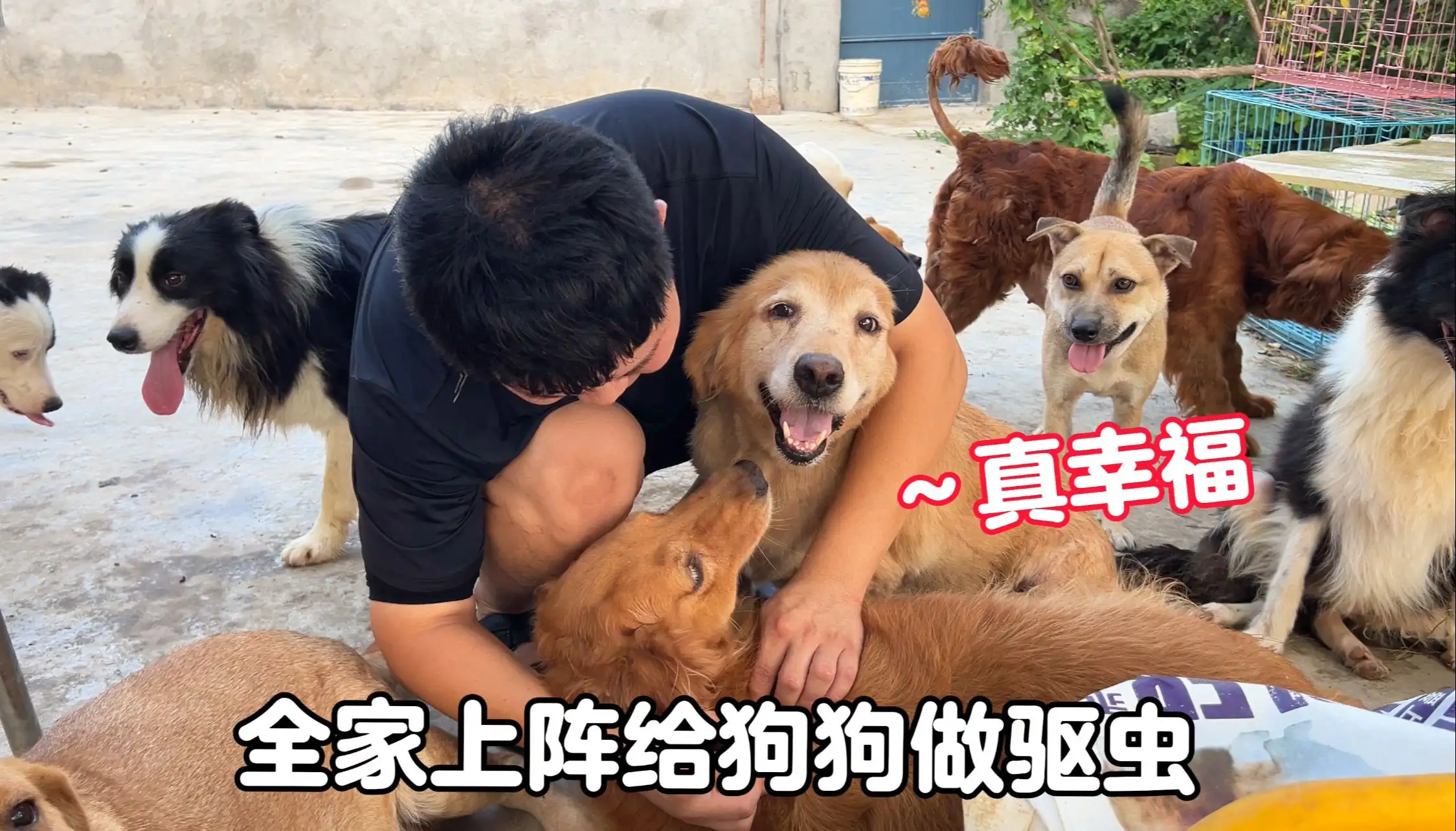 狗狗用驱虫(狗狗用驱虫药拉长虫子)
