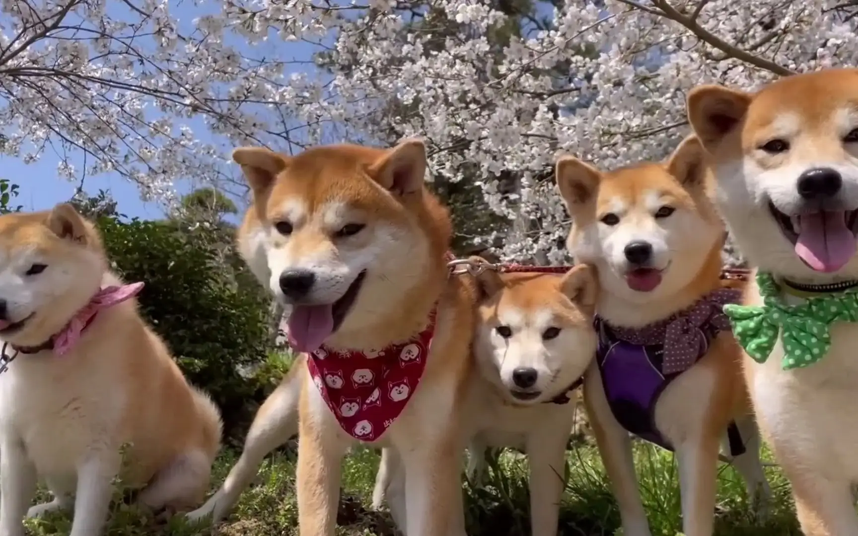 柴犬一胎生几只小狗(柴犬一胎生几只小狗正常)
