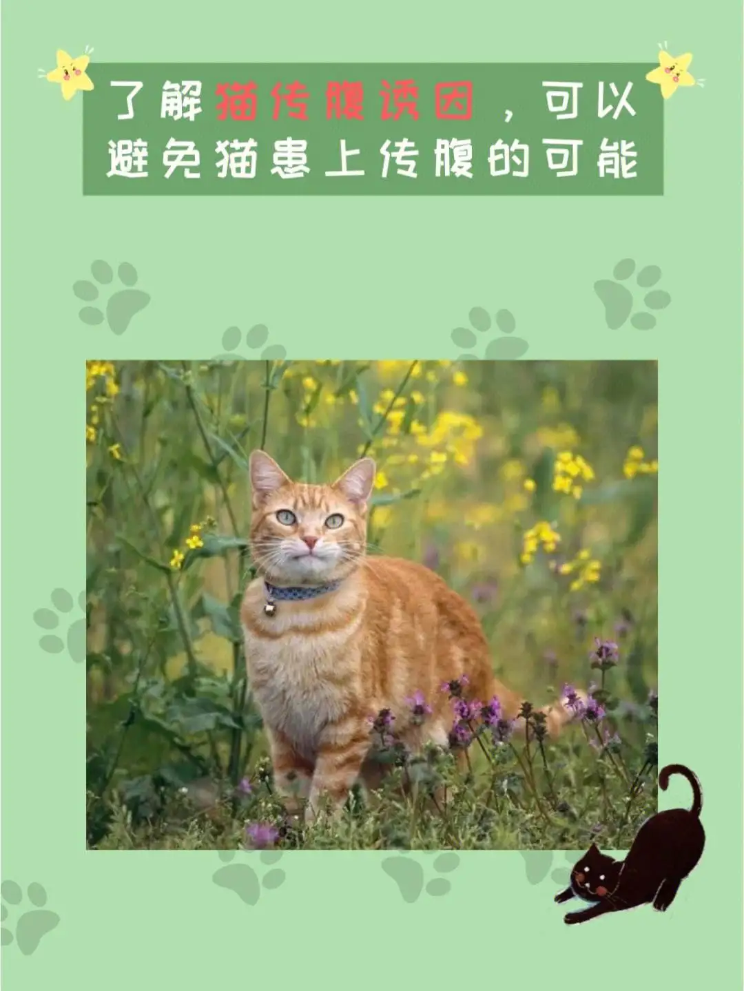 猫传腹会遗传么(猫传腹可以遗传吗)