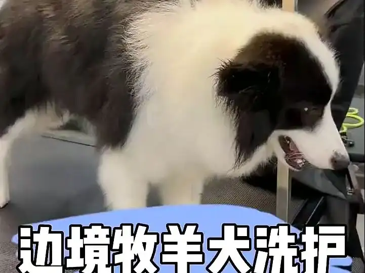 边境牧羊犬和边牧有什么区别(边牧犬和边境牧羊犬有什么不同)