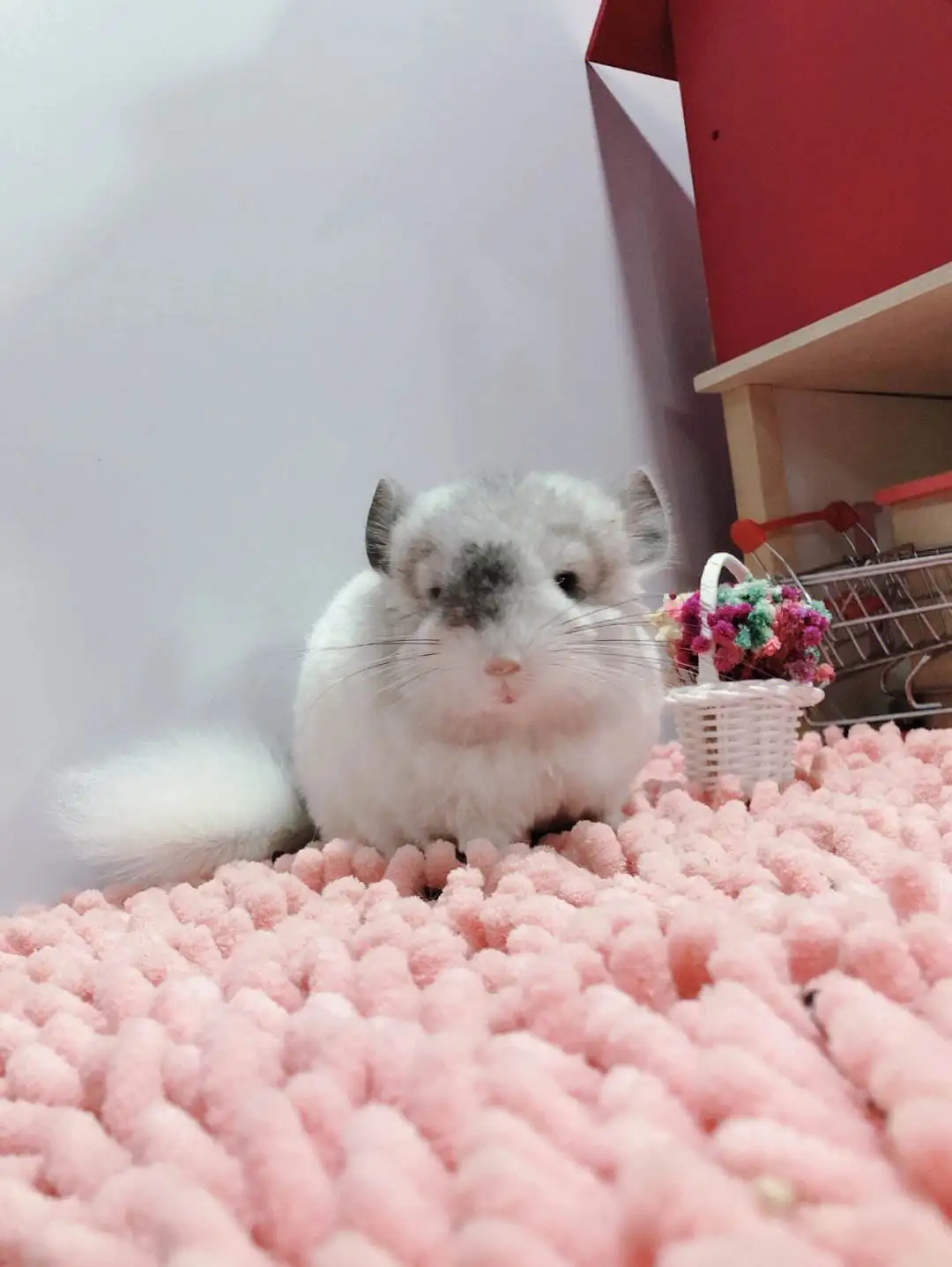 龙猫能散养吗(龙猫能散养吗?)