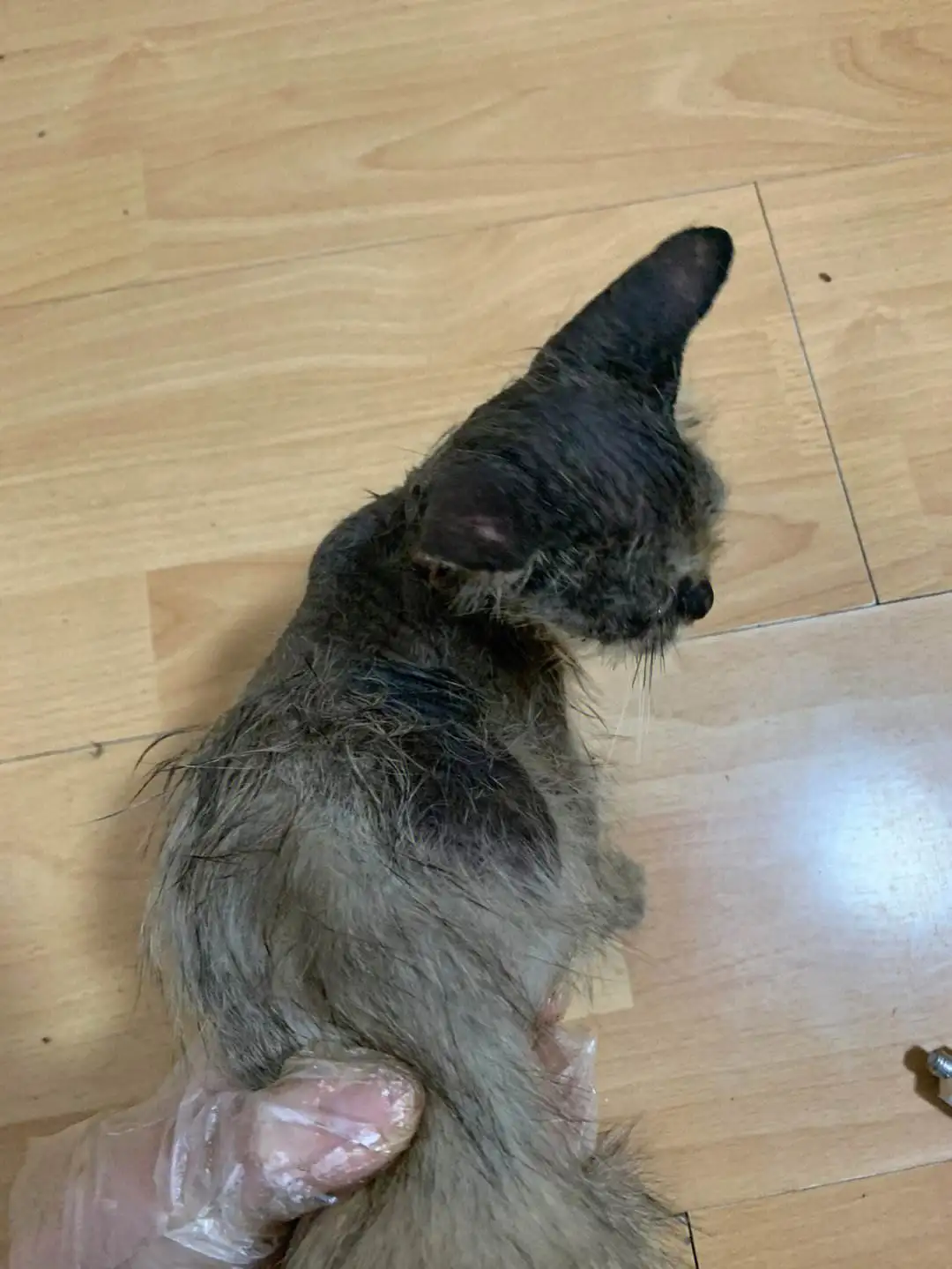猫传腹会遗传么(猫传腹可以遗传吗)