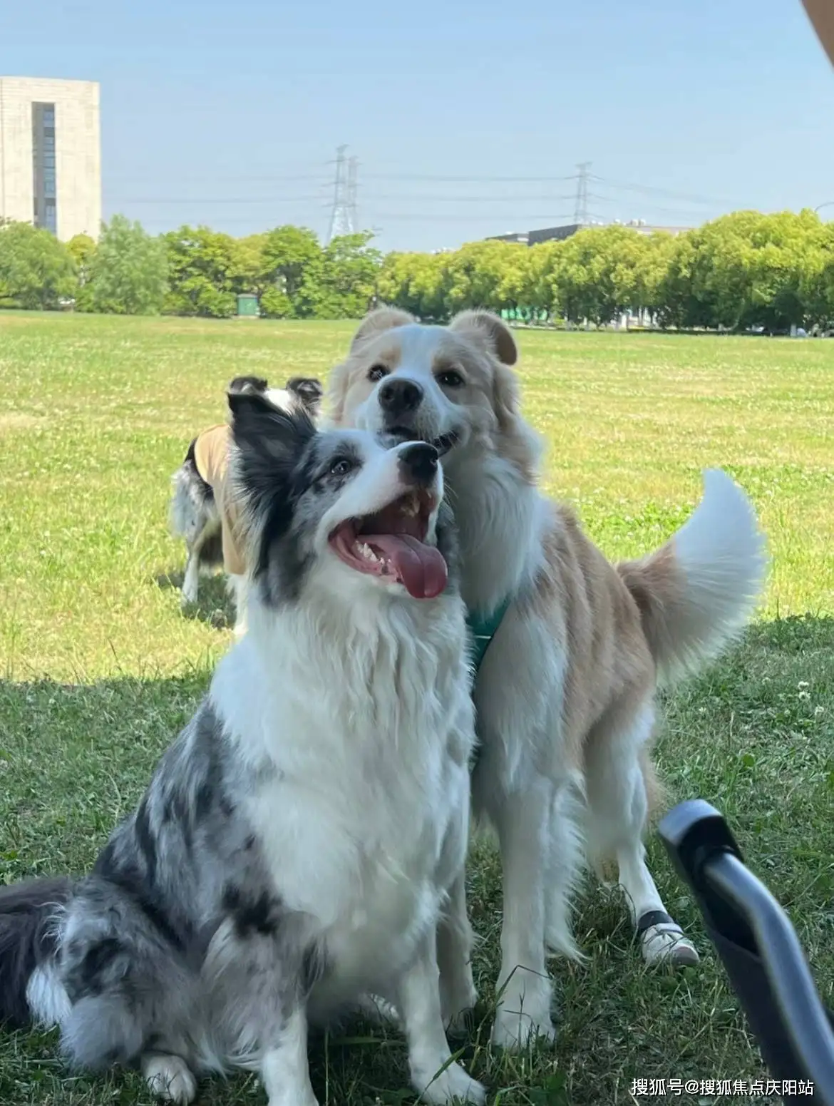 边境牧羊犬和边牧有什么区别(边牧犬和边境牧羊犬有什么不同)