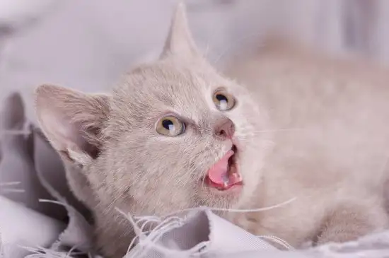 猫闻到什么味道会张嘴(猫闻到什么味道会张嘴巴)