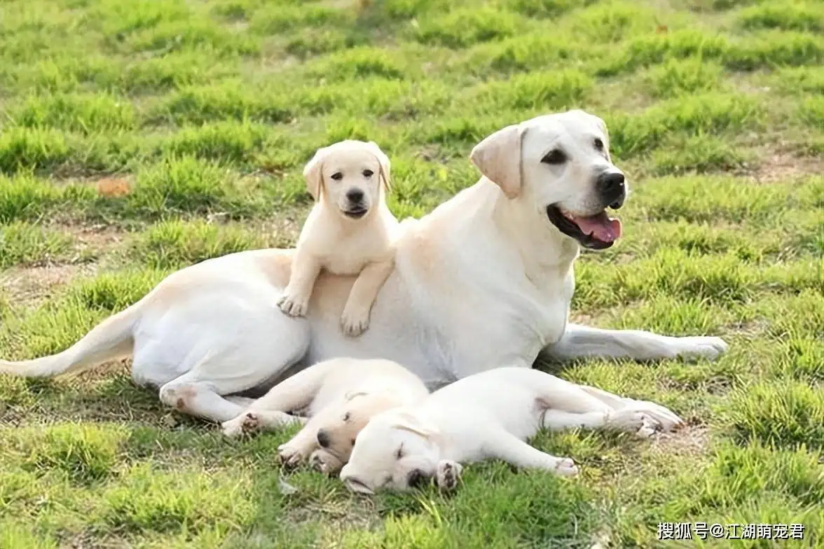 拉布拉多幼犬饲养方法(拉布拉多幼犬饲养方法图解)