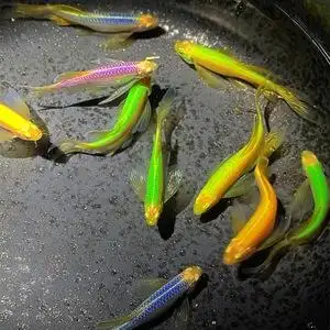 斑马鱼有几种(斑马鱼有几种图片)