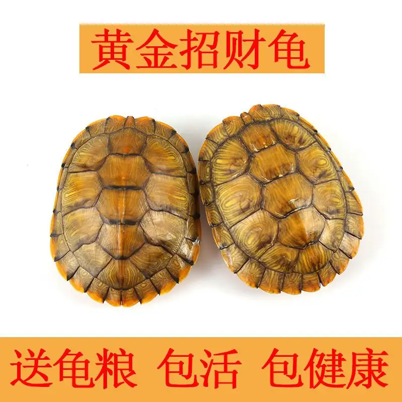 巴西黄金龟吃什么(黄金巴西龟吃什么食物)