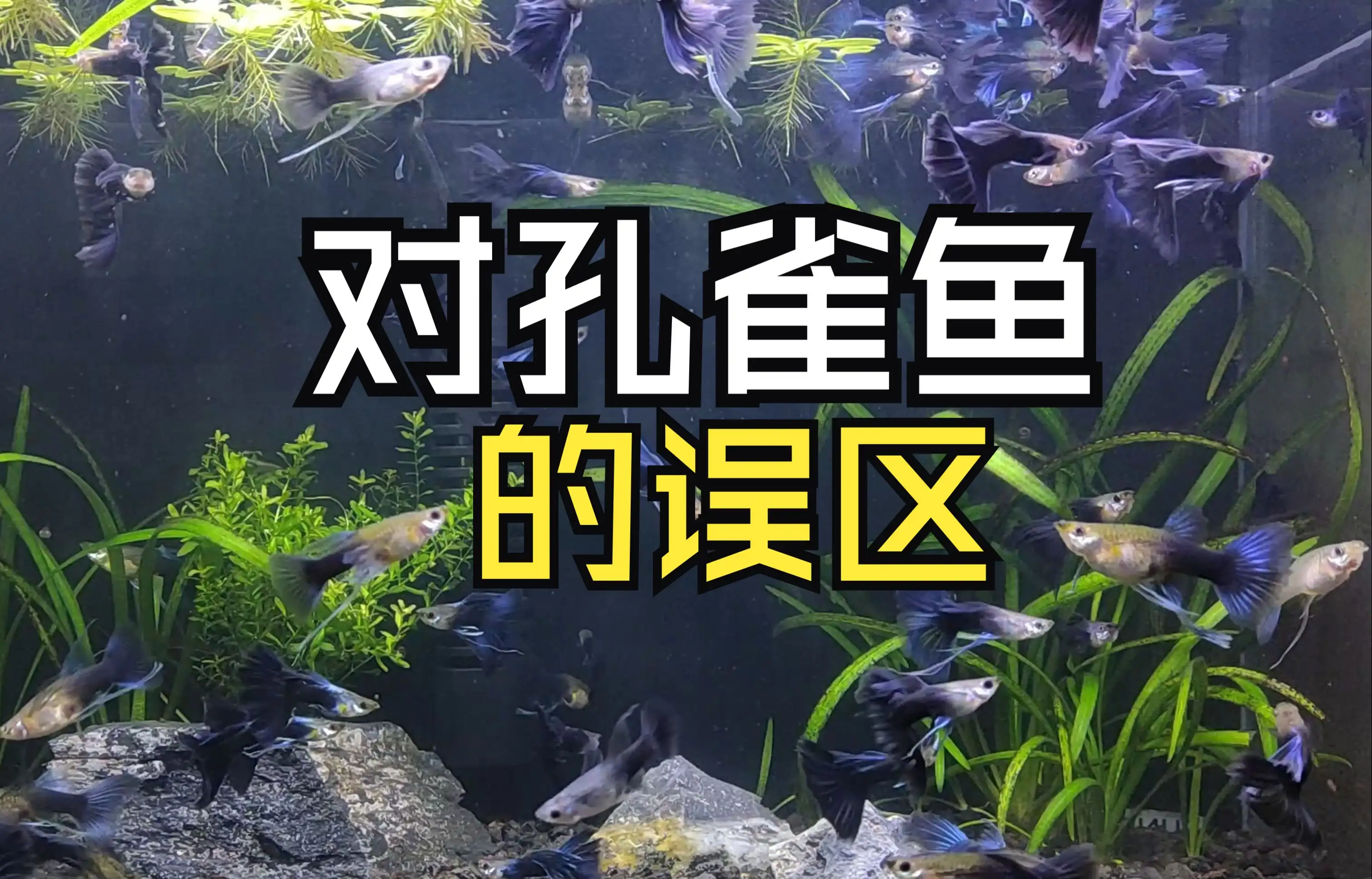 孔雀鱼跟金鱼可以一起养吗(孔雀鱼和金鱼可以一起养吗?)