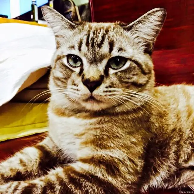 梨花猫品种(梨花猫品种图片)