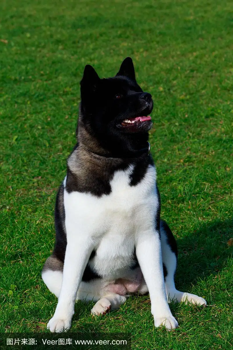 美国秋田犬图片大全(美国秋田犬图片大全集)