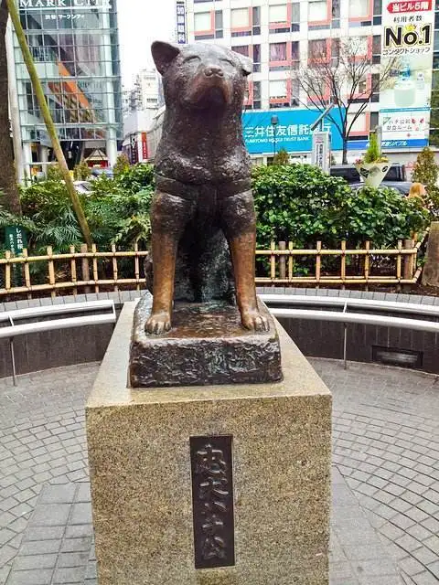 日本忠犬八公铜像(日本版的忠犬八公叫什么名字)