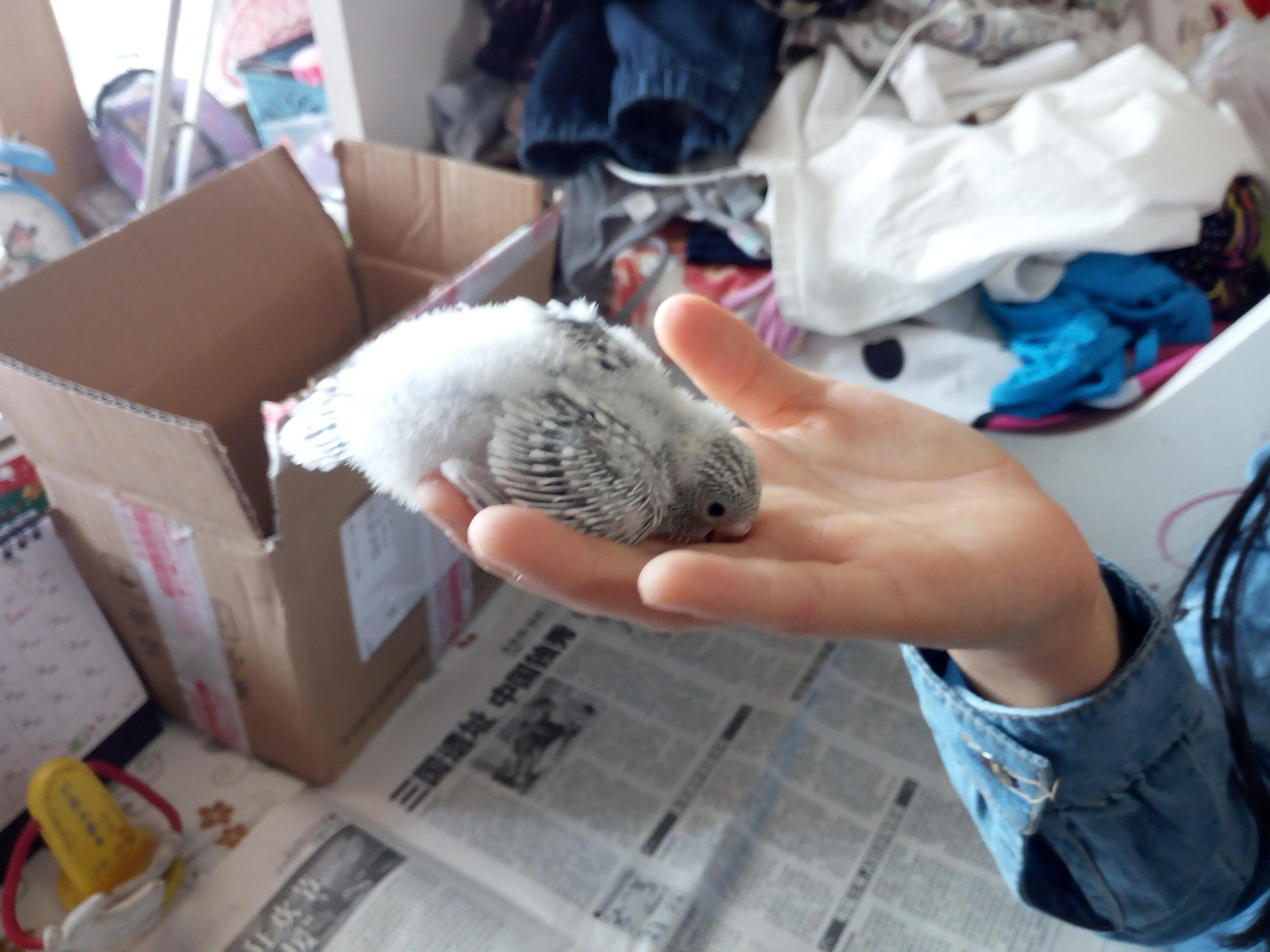 如何手养虎皮鹦鹉(0天手养虎皮鹦鹉教程)