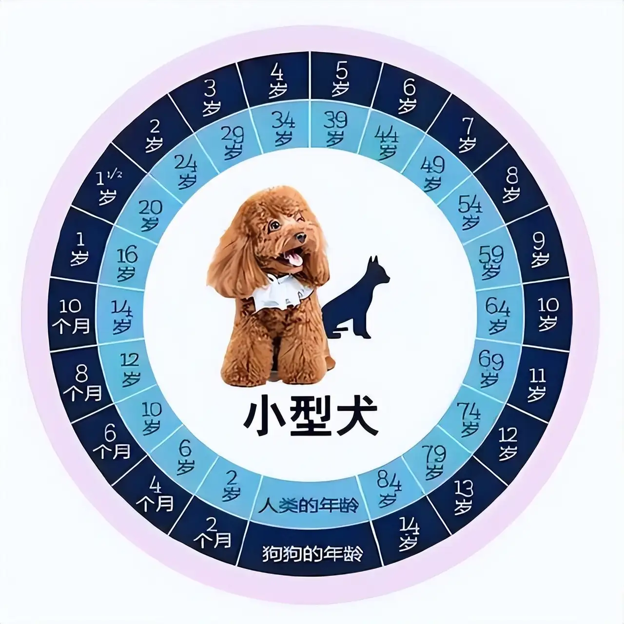 13岁的狗相当于人多少岁(13岁的狗相当于人多少岁呢)