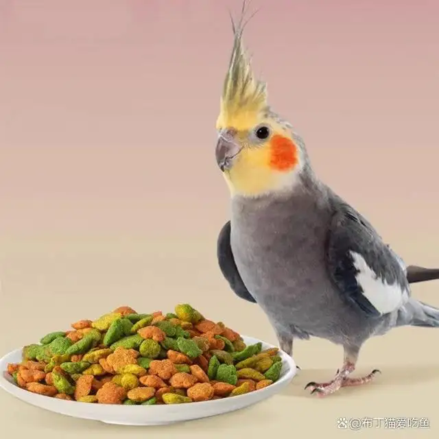玄凤鹦鹉吃什么(玄凤鹦鹉吃什么?)
