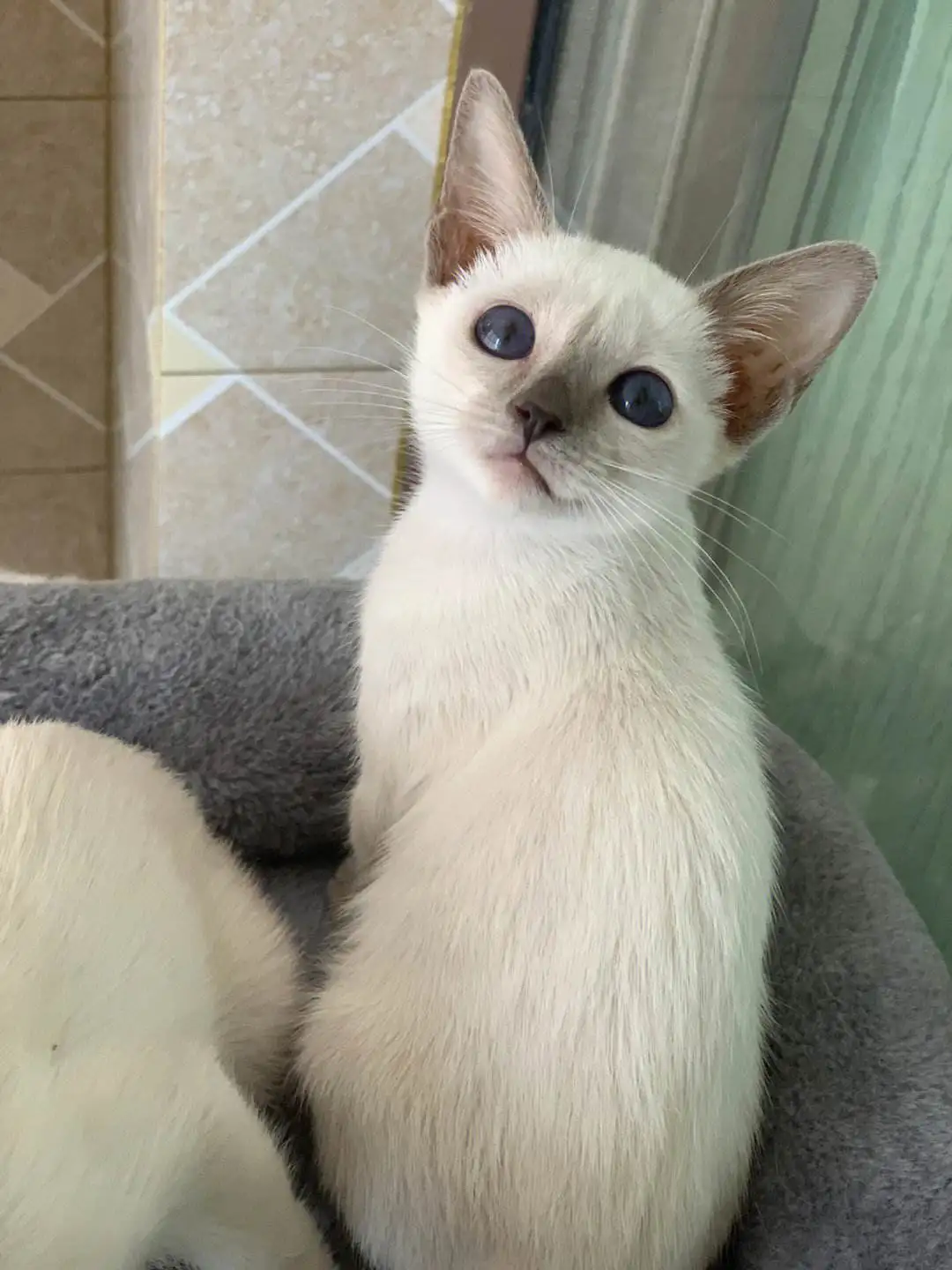 暹罗猫蓝猫杂交(暹罗猫蓝猫杂交图)