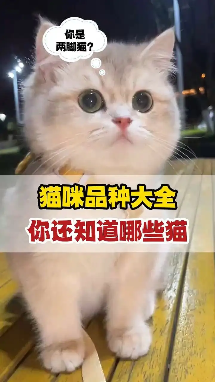 猫咪的种类有多少(猫咪的种类有多少种)